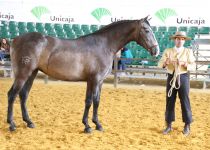 W NR LIMENA, DE Y. EL ROMERITO, CAMPEONA JOVEN RONDA 2015